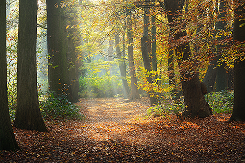 Bild einer Waldlichtung